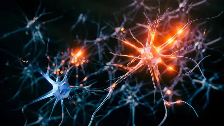 Photo realistic rendering of neurons