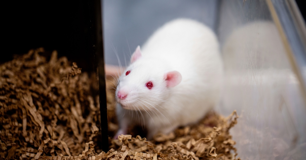 An updated rat reference provides more accuracy for research ...
