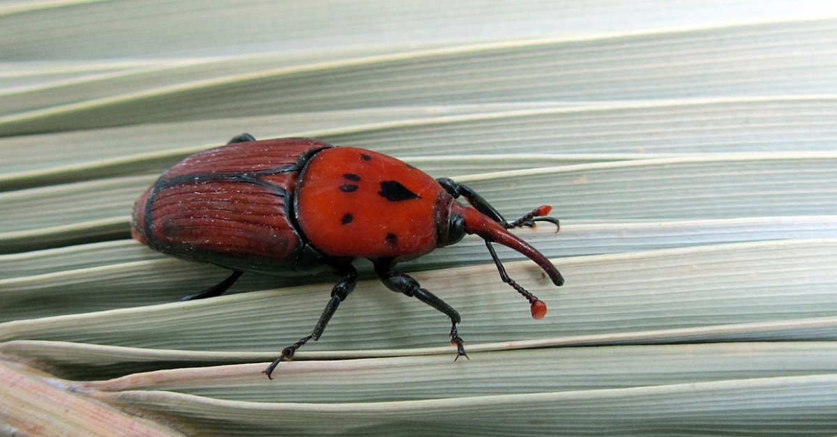 Edible Insects: Global REACH grant funds unique study to help feed ...