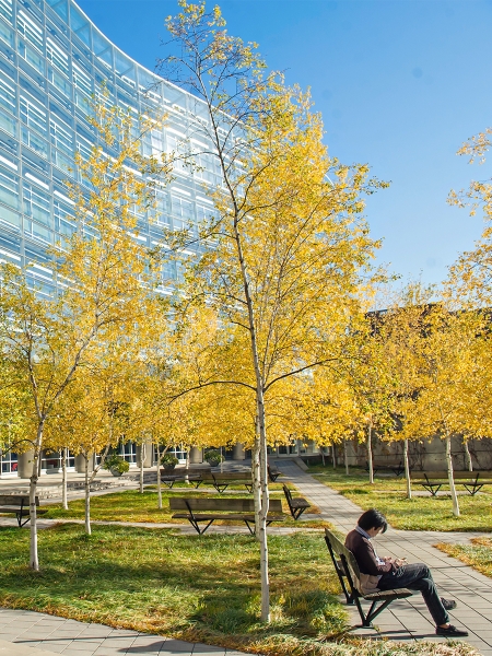 Person sitting on a bench outside on U-M Medical Campus with trees with yellow leaves in background