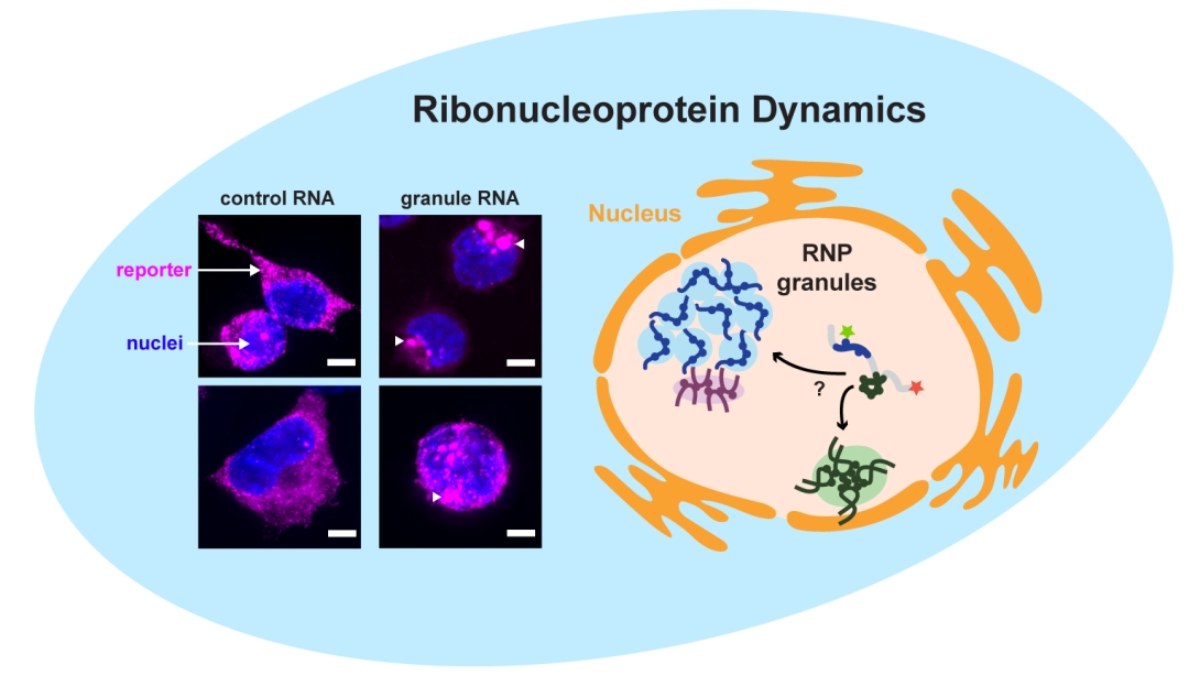 diagram of RNP and RNA 