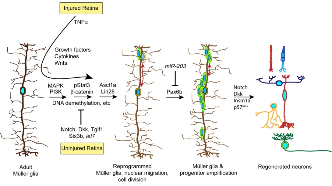 Diagram of injured retina and neurons 