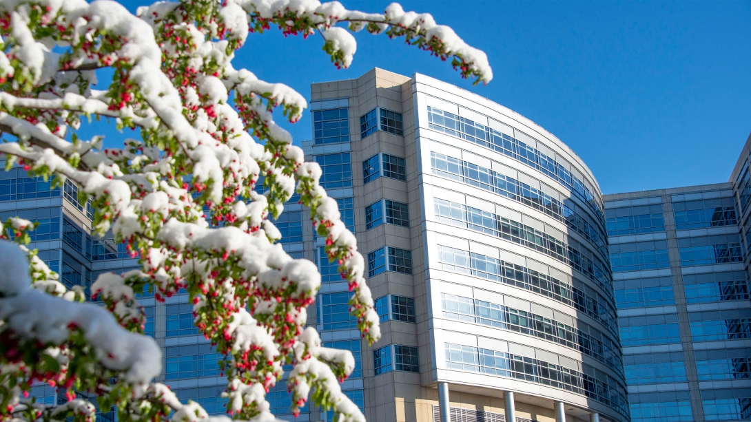 Campus building with a snow-covered branch