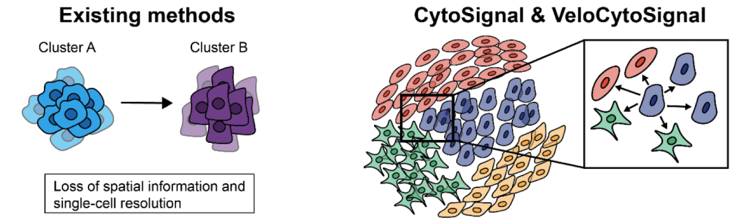 Existing methods infer cell-cell signaling infographic