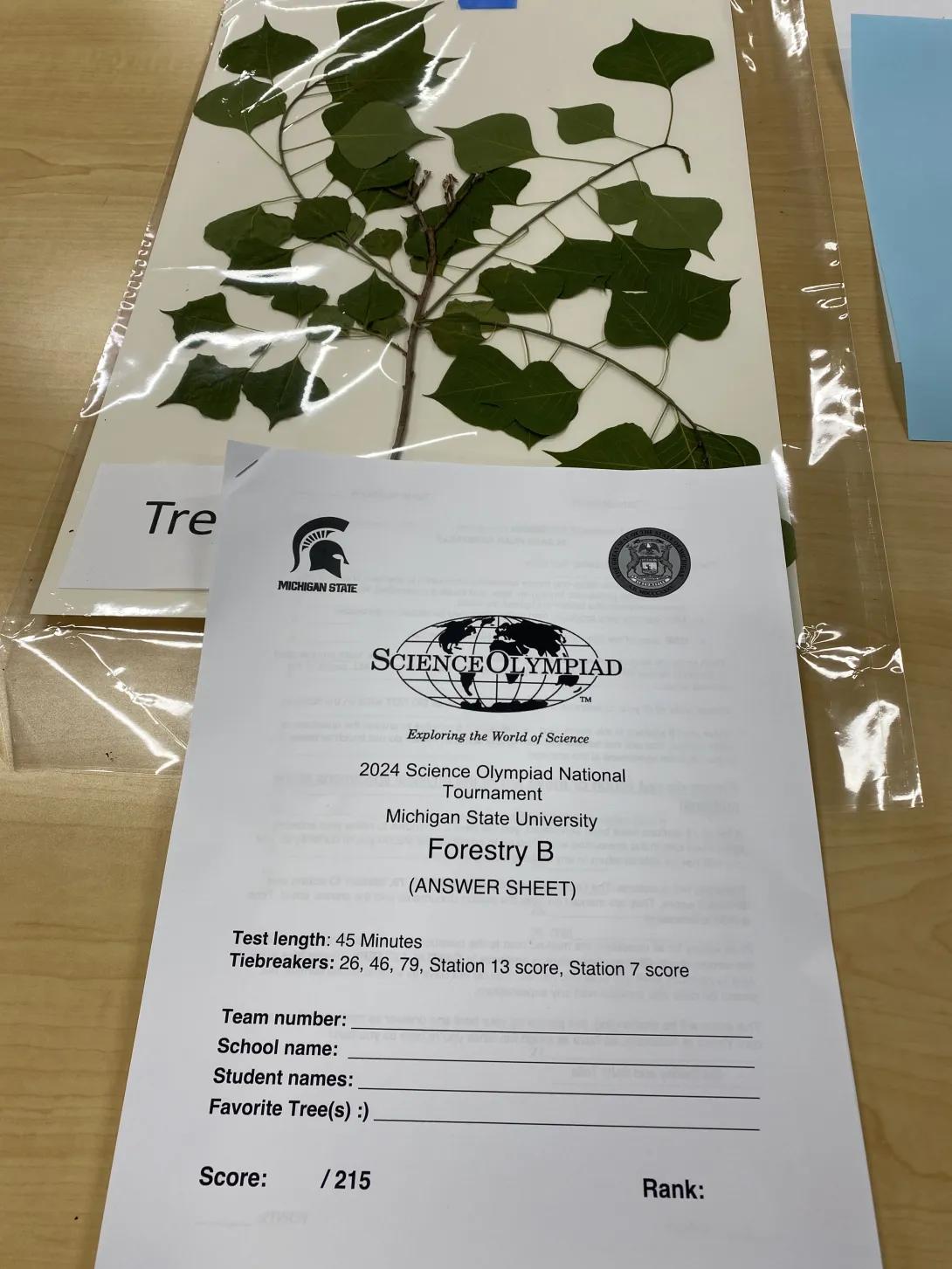 preserved tree sample and exam