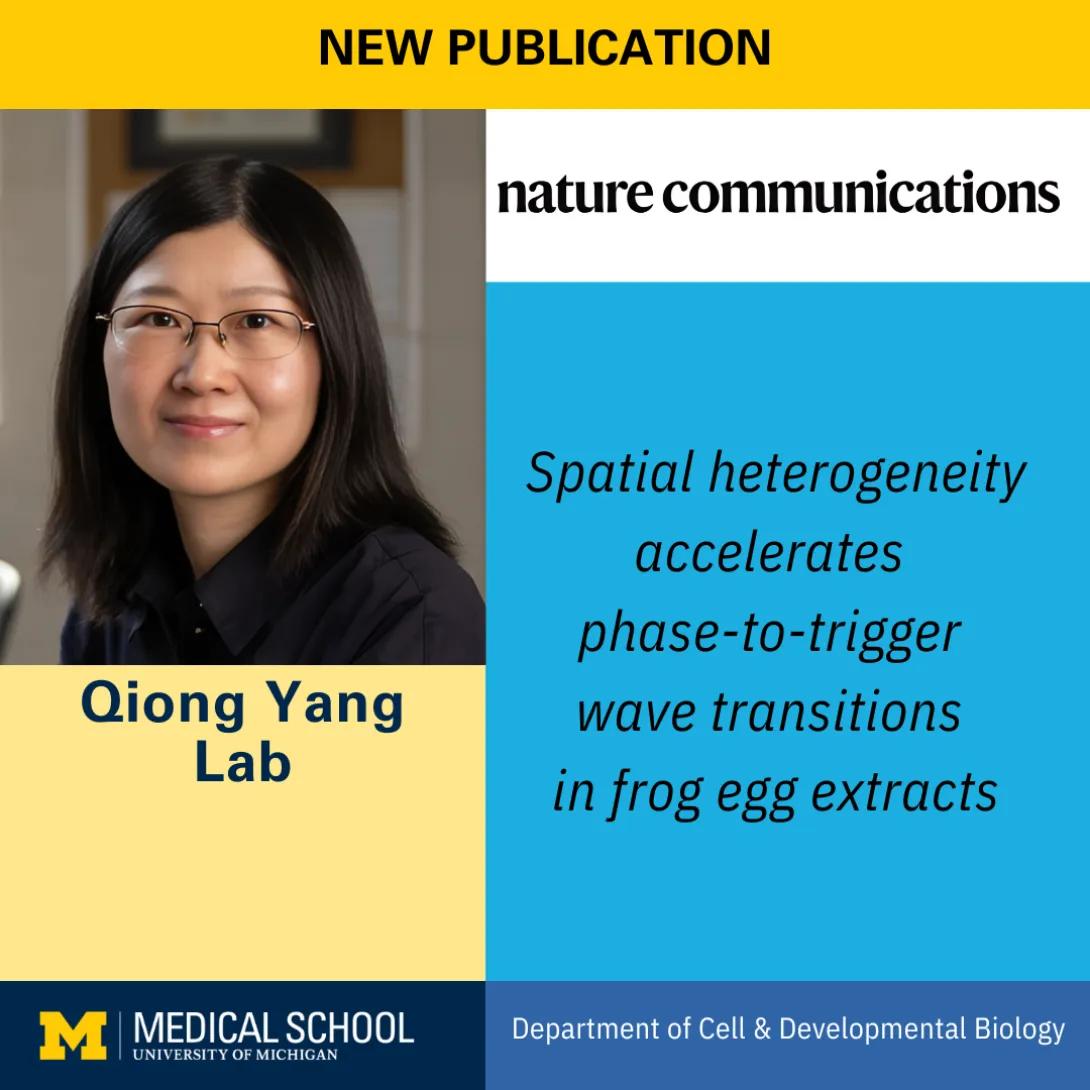 New Publication by the Yang Lab | University of Michigan Medical School