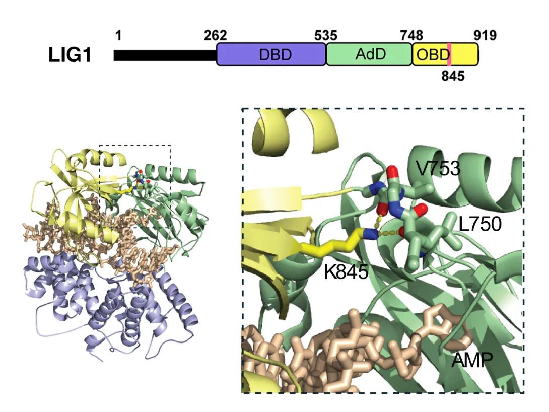protein domain structure of human DNA ligase I